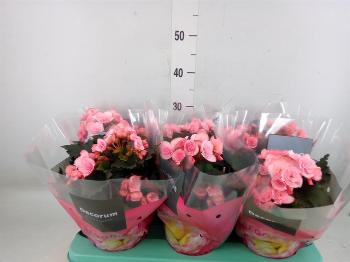 <h4>Begonia elat. DU 'Move2Joy Pink'</h4>