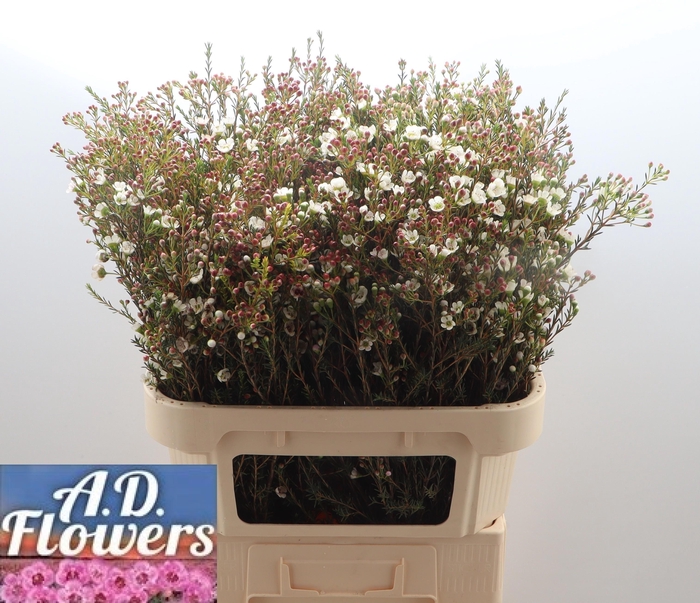 <h4>Chame Mi Liron</h4>