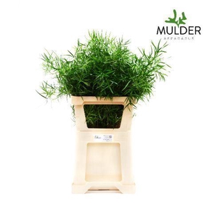 ASPARAGUS FALCATUS ASP FALCATUS