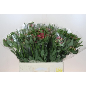 Alstroemeria Selection Hot Pink