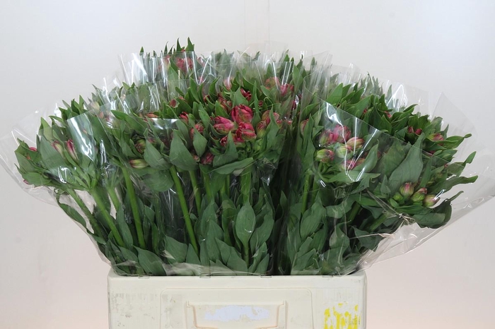 <h4>Alstroemeria Selection Hot Pink</h4>