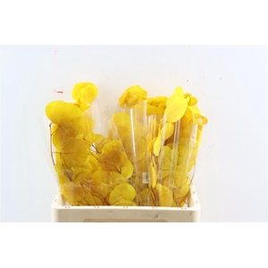Pres Euca Populus Yellow Bunch