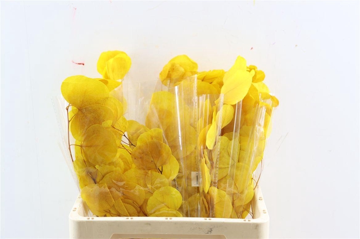 <h4>Pres Euca Populus Yellow Bunch</h4>
