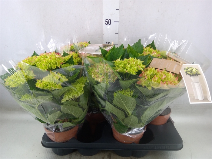 <h4>Hydrangea mac. 'Early Rosa'</h4>