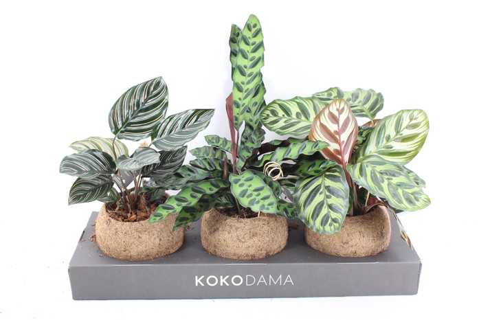 arr3 Kokoplant - Calathea mix