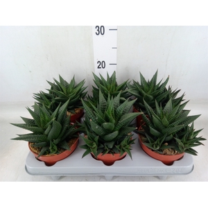 Haworthia limifolia