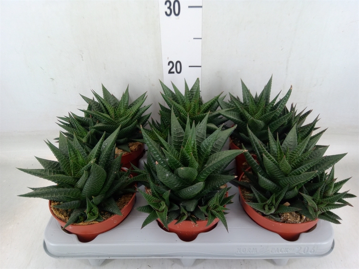 <h4>Haworthia limifolia</h4>