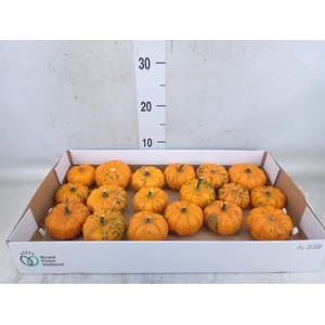 Cucurbita pepo 'Jack be Little'