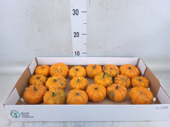 <h4>Cucurbita pepo 'Jack be Little'</h4>