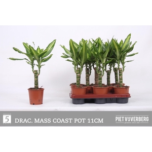Dracaena frag. Mass Coast