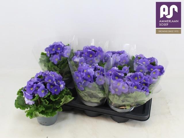 <h4>PRIM OB TM D BLUE</h4>