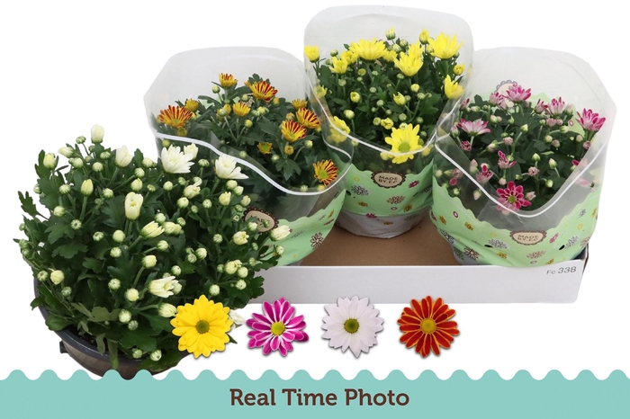 <h4>CHRYS GEM 4 KL</h4>