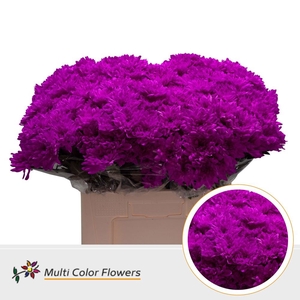 Chr. Tr 'Baltica' DYED Fuchsia