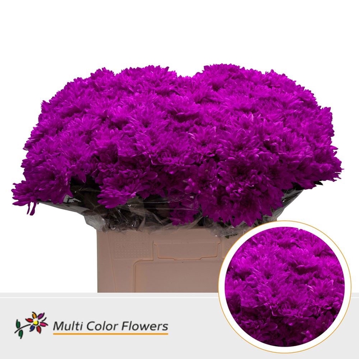 <h4>Chr. Tr 'Baltica' DYED Fuchsia</h4>