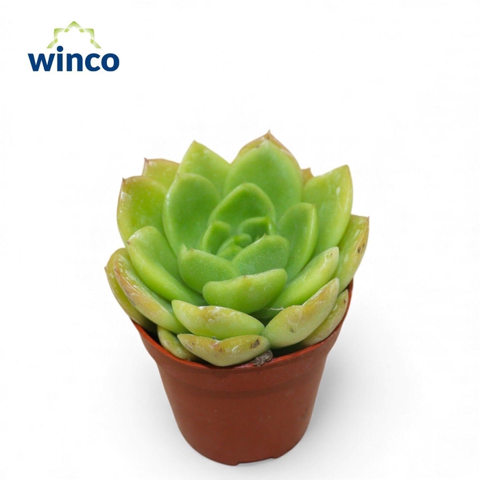 <h4>Echeveria Gilva</h4>