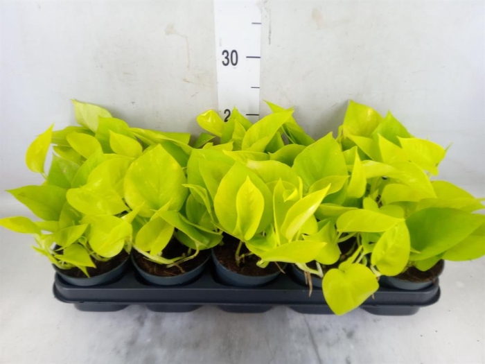 <h4>Epipremnum pinn. 'Golden Pothos'</h4>