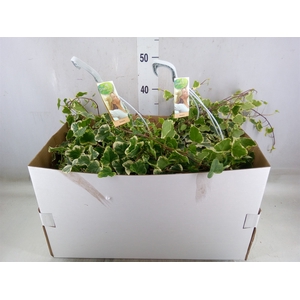 Hedera helix 'Eva'