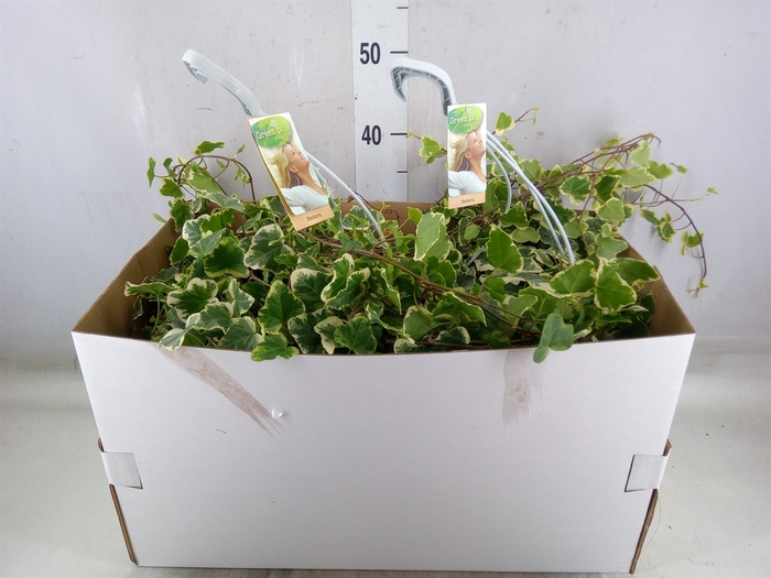 <h4>Hedera helix 'Eva'</h4>