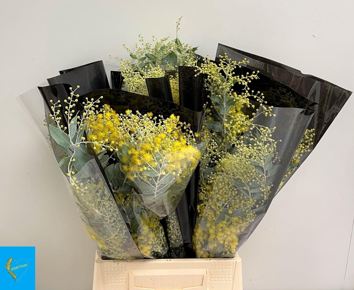 <h4>ACACIA BL HAMBURY BS</h4>