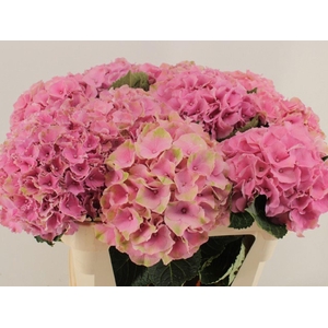 HYDRANGEA  'ROYAL PALACE'