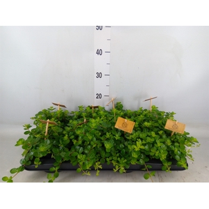 Peperomia rotundifolia