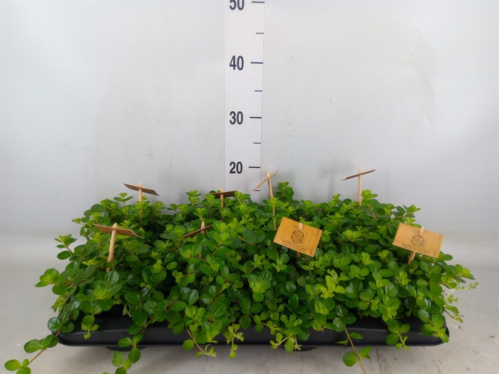 <h4>Peperomia rotundifolia</h4>