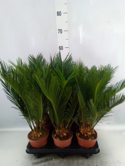 <h4>Cycas revoluta</h4>