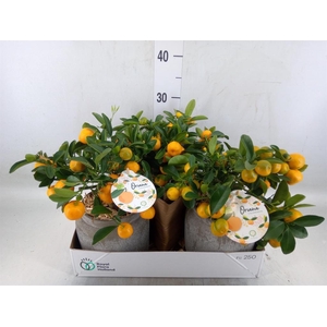 Arr.   Tuinplanten H%