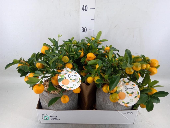 Arr.   Tuinplanten H%