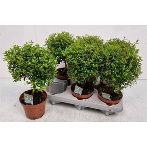 MYRTUS COM P12