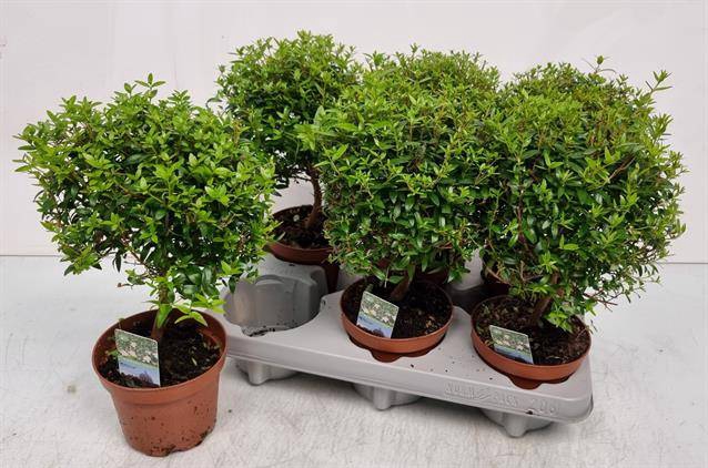 <h4>MYRTUS COM P12</h4>