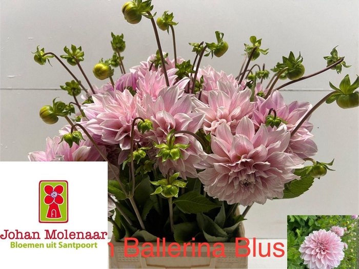 <h4>DAHLIA OVERIG DAHL OV</h4>
