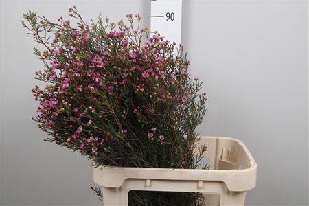<h4>Chamelaucium Jupiter</h4>