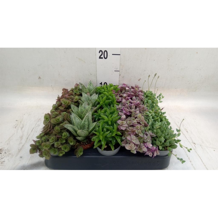 <h4>Planten  ..mix</h4>