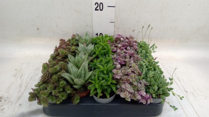 Planten  ..mix