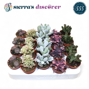 Discover® - Barcelona Succulents Mix (Exclusive)
