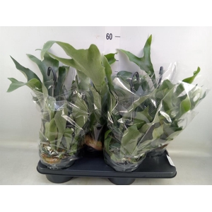 Platycerium bifurc. 'Netherlands'