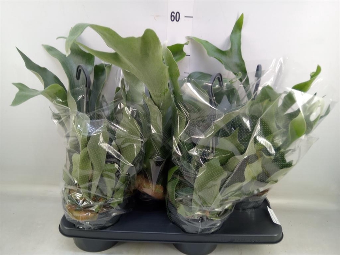 <h4>Platycerium bifurc. 'Netherlands'</h4>