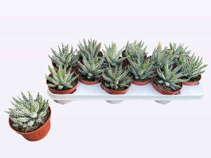 <h4>ALOE HUMILIS</h4>