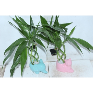 BAMBU MINI ALADIN BIXINHOS