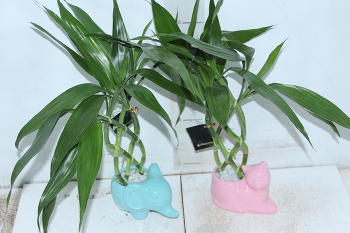 <h4>BAMBU MINI ALADIN BIXINHOS</h4>