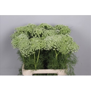 Ammi Visnaga