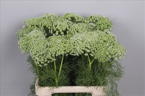 <h4>Ammi Visnaga</h4>