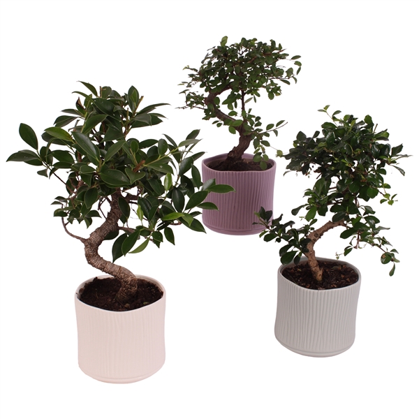 <h4>Bonsai Indoor Mix Ø12cm S-Shape in Ø 14cm Ceramic SE571</h4>