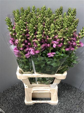 <h4>Antir Poto Purple</h4>