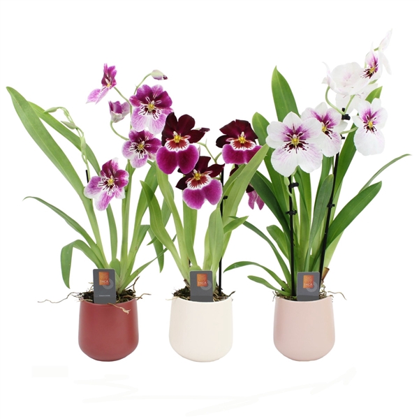 <h4>Inca Miltoniopsis mix 2 spike De Luxe in ceramics Ø11,5</h4>