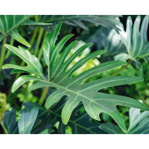 PHILODENDRON XANADU