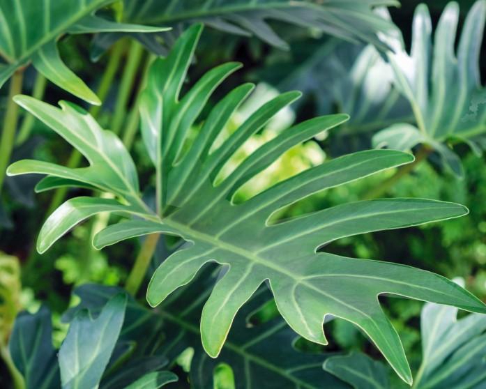 <h4>PHILODENDRON XANADU XL</h4>