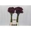 Allium Miami