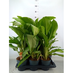 Aglaonema  'Cleopatra'